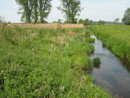 Rückbau der Ufersicherungen und Aufweitung des Schutter-Flutkanals zur Erhöhung des Standort- und Strukturvielfalt