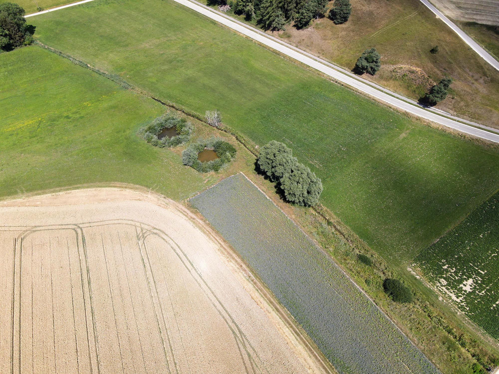 Begradigter Leitenbach „Bereich Viehweide“ vor dem Ausbau (15.07.2022) Begradigter Leitenbach „Bereich Viehweide“ vor dem Ausbau (15.07.2022)