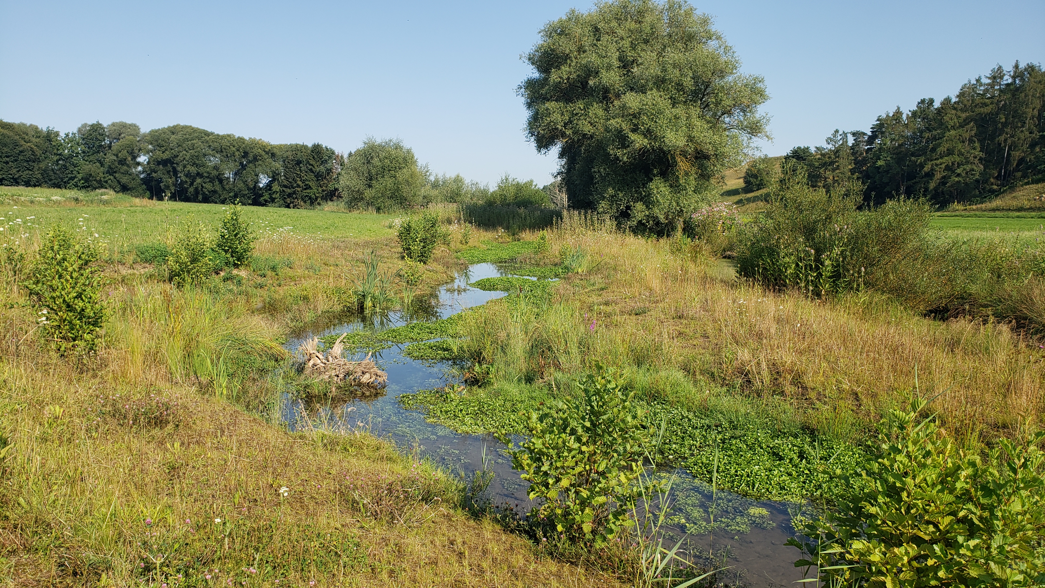 Leitenbach im „Bereich Viehweide“ etwa zwei Jahr nach dem ökologischen Ausbau (25.07.2024) Leitenbach im „Bereich Viehweide“ etwa zwei Jahr nach dem ökologischen Ausbau (25.07.2024)