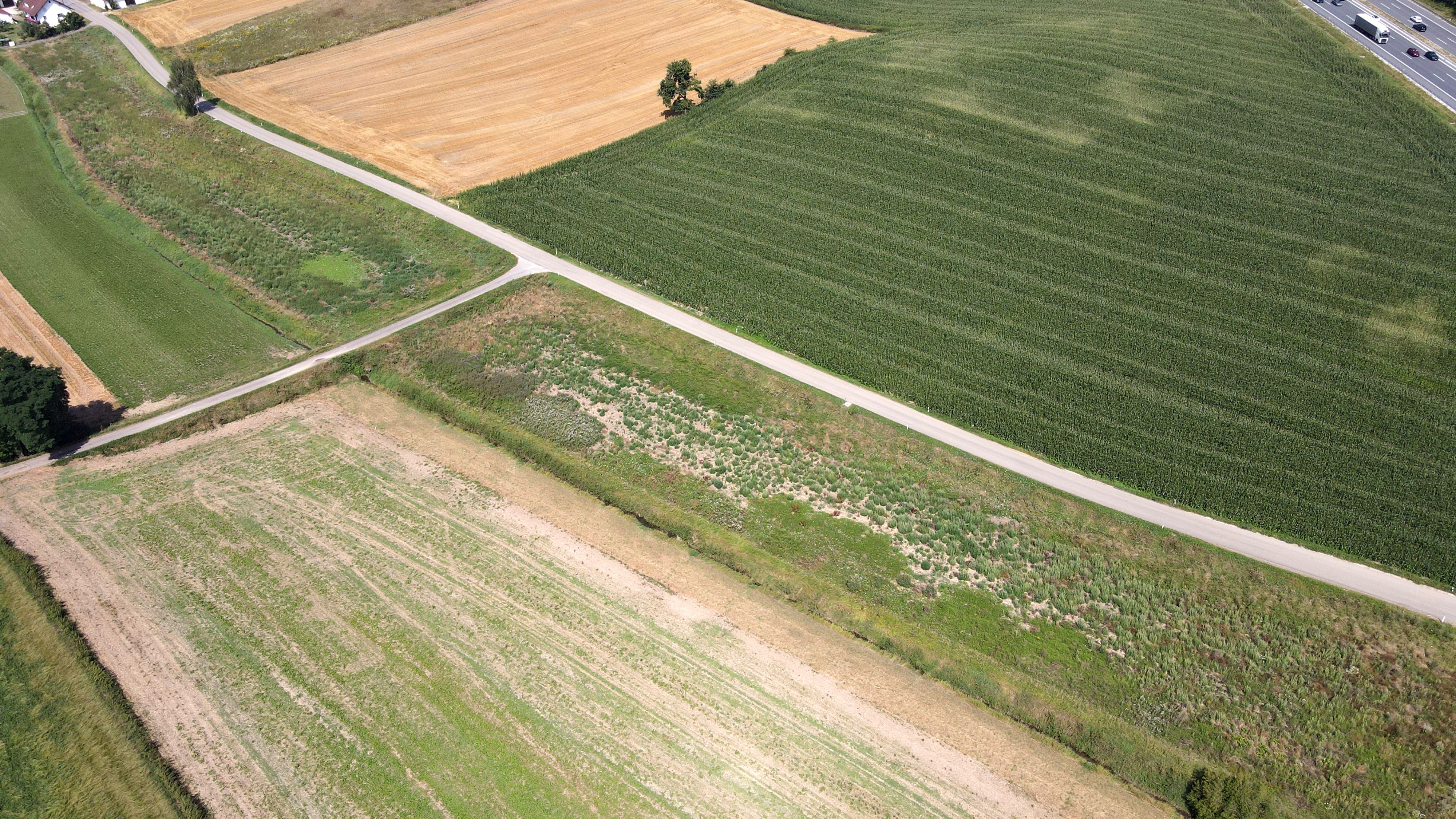 Rohrbächlein vor dem ökologischen Gewässerausbau (01.08.2024) Rohrbächlein vor dem ökologischen Gewässerausbau (01.08.2024)
